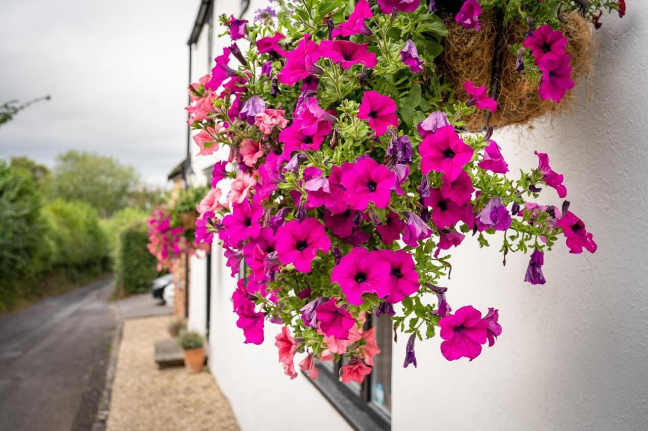 Woodview - Cosy 1840S Cottage In Chew Valley And Mendip Aonb Compton Martin Bagian luar foto